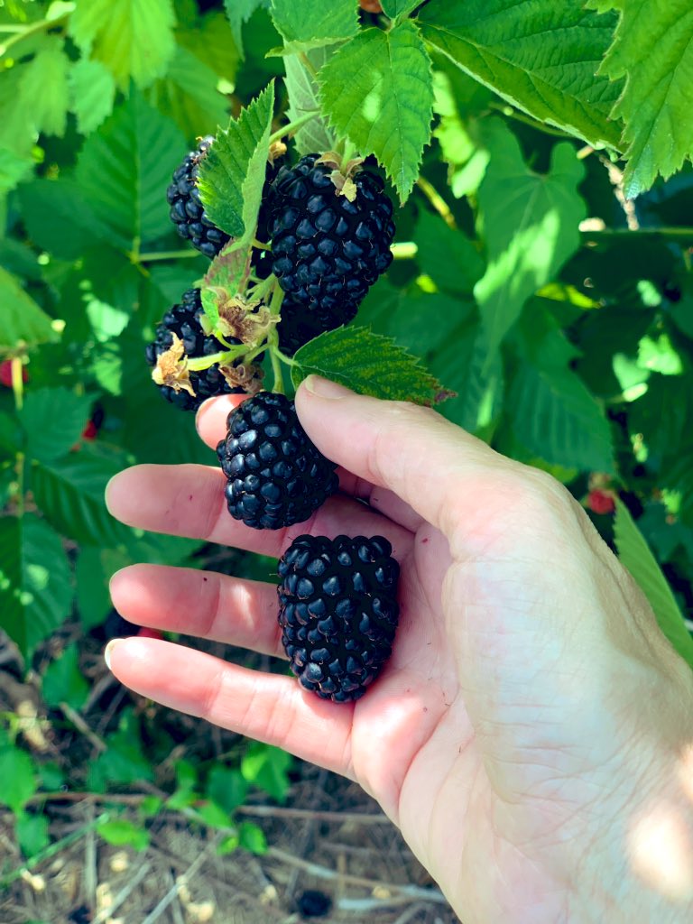 HermelinMD's tweet photo. Peach and blackberry picking @EckertFarms. #Midwest family fun.  Peach cobbler pie anyone?  
#OffCall #ImAPathologist https://t.co/nQwe1KG5Tz