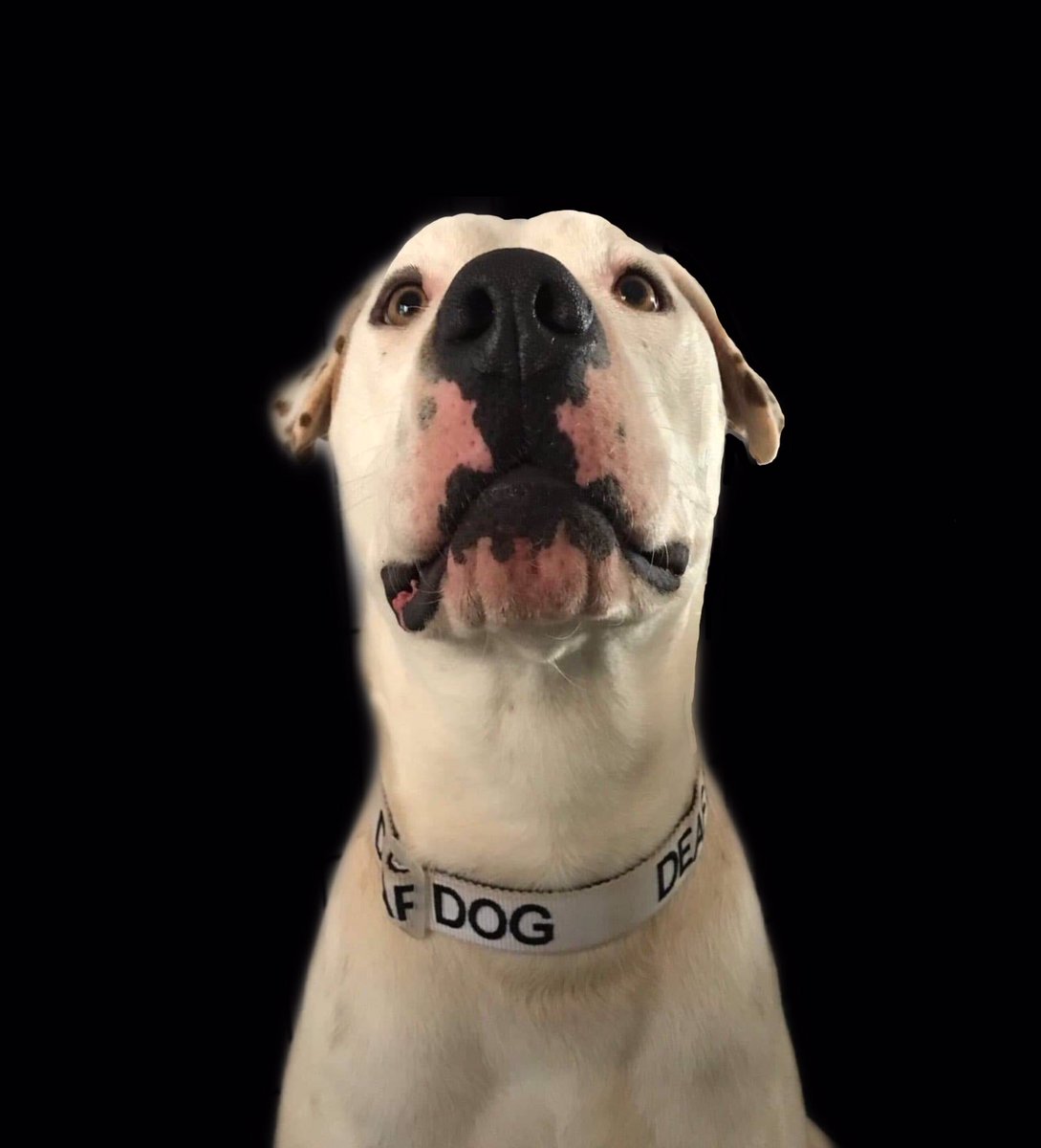 Myth buster: I do not know sign language so I can not train my deaf dogs.
Hand signals are the key to training a deaf dog. Keep hand signal consistent. There is no right or wrong use what you and your dog understand. Your dog wants to know what you would like him to do-