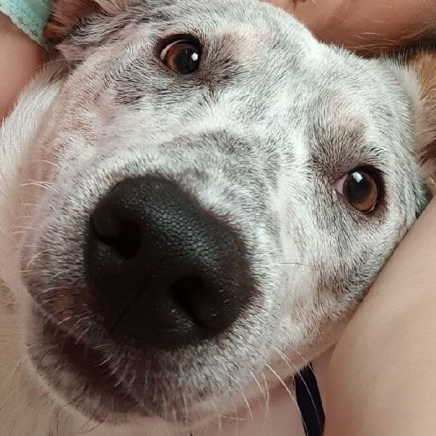 Training a deaf dog we rely on eye contact. The first step to training is teach your dog to look you in the eyes. Thumbs up and a yummy high value treat. Did you know that deaf dogs can read your facial expressions?