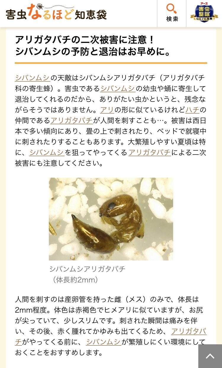 香月ネオン Cocoabeans100 ミント ハッカ油 を使うとシバンムシがわき さらにそのシバンムシを狙って寄生虫のアリガタバチも発生する可能性があるようです ゴキブリも少しするとミント ハッカ油の匂いに慣れてしまうそうです T Co E6mvfubbf6