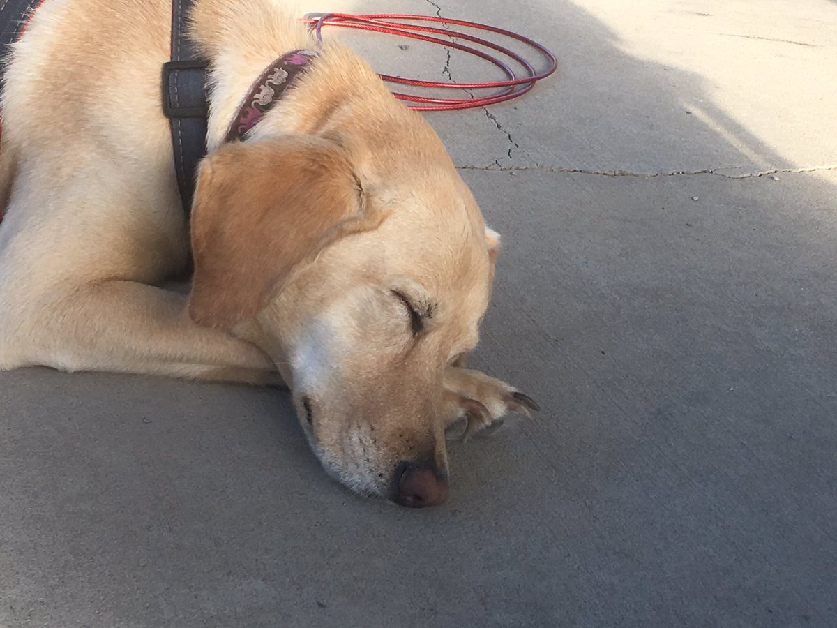 dog napping with closed eyes
