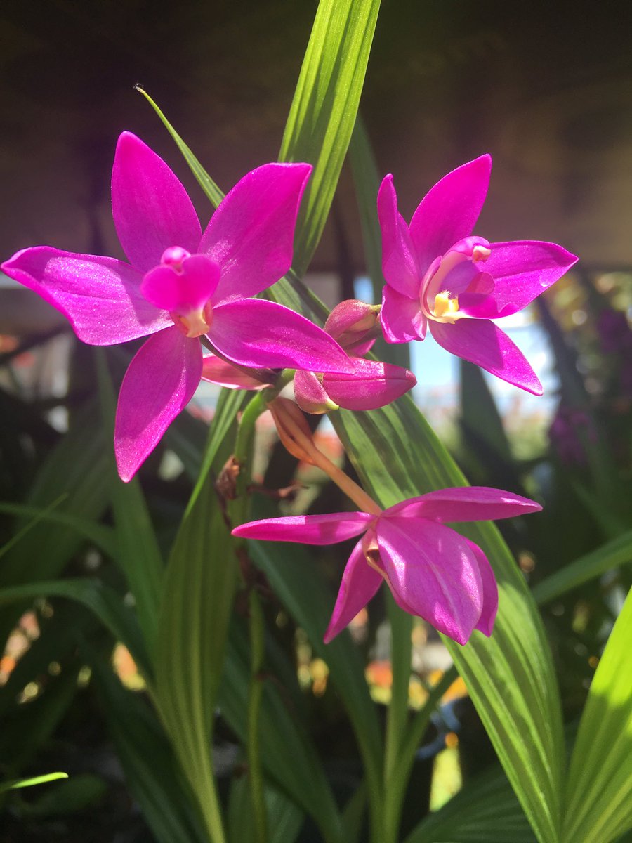 melodyleepoetry's tweet photo. I was in the garden section of Home Depot finding butterflies, bees, beauty...and poetry. 

#SundayThoughts #flowers https://t.co/fWwcGj4llH