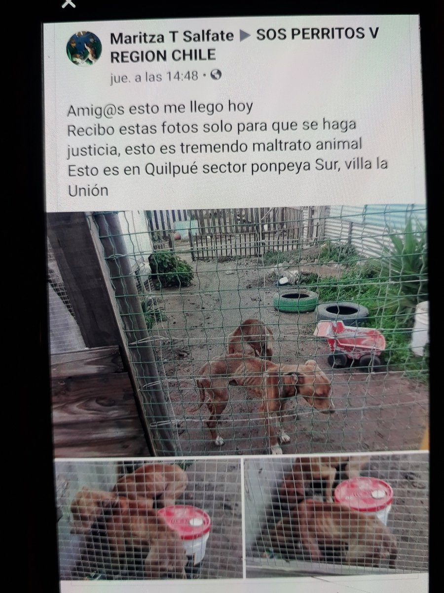 Ojo con estos perros de Quilpué. Abrir foto por favor. Publicado en SOS PERRITOS V REGION CHILE <a href="/AnimalParaiso/">AnimalParaíso</a> <a href="/BlanquitaMontt/">Blanquita Montt</a> <a href="/kattykowaleczko/">Katty Kowaleczko</a> <a href="/denissemalebran/">Denisse Malebran</a> <a href="/MuniQuilpue/">Muni Quilpue</a>  <a href="/carolinapinoc/">Caro 🌲 C.</a>
