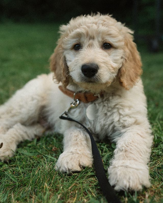 Mumbo Jumbo On Twitter Say Hello To The Latest Addition To Our Family Kubo The 10 Week Old Golden Doodle We Picked Him Up This Morning And So Far He Has