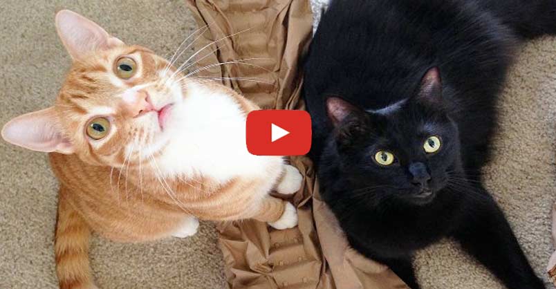 Animation_Press's tweet image. 10 Funny Examples of CAT LOGIC Have you ever thought about what goes on inside your kitty’s brain? It’s true that they are prone to some very strange behaviour. So here’s Cole and Marmalade showing us exactly how their cat logic works! CLICK to watch &amp;gt; …