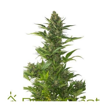 argbot420's tweet photo. Las 4:20.
AMNESIA XXL AUTO - DINAFEM.
Las semillas de marihuana Amnesia XXL Auto de Dinafem Seeds son una variedad de cannabis autofloreciente feminizada con dominancia Sativa que procede de la unión entre una Original Amnesia y una Original Amnesia Autoflowering. https://t.co/P8W01F2EvI