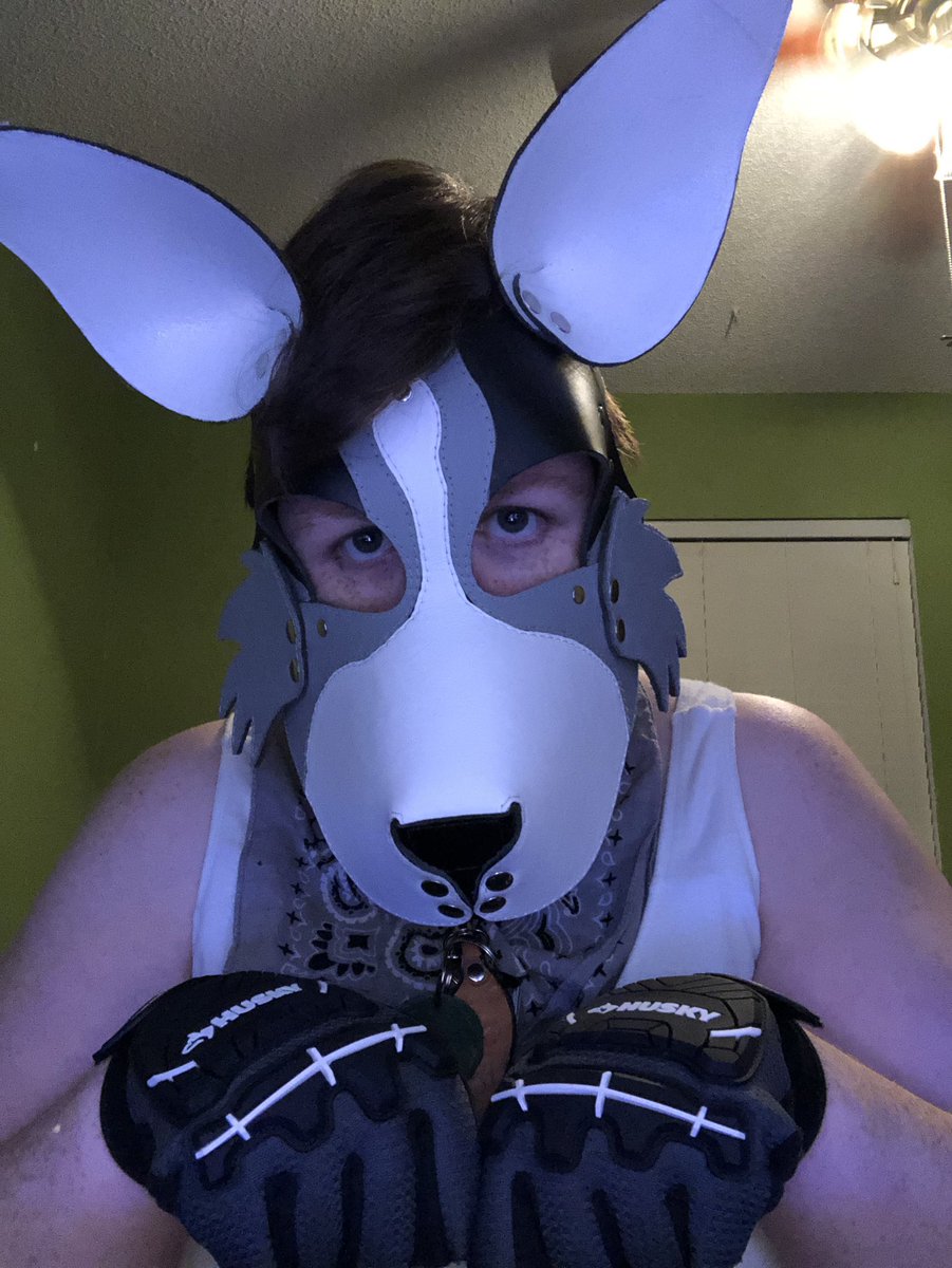 Shadowpup6's tweet photo. but but but i’m a good puppy! please gib the treatossssss! #pupplay #puppyplay #bdsm #petplay #sfwpetplay #sillypupper #bdsmpup #subpup #bigolepupper #guardpup #servicepup #workingpup #genderfluidpup #acepup #polyapup #enbypup #queerpup #goodpup #floridapup #shadowpuppo https://t.co/rJC7IuMz5w