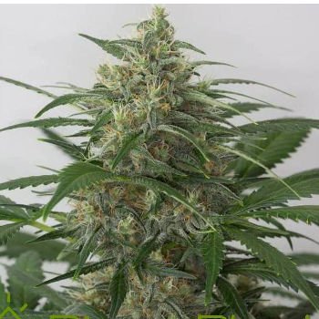 argbot420's tweet photo. Las 4:20.
MOBY DICK XXL AUTO - DINAFEM.
Las semillas de marihuana Moby Dick XXL Auto de Dinafem Seeds son una variedad de marihuana autofloreciente feminizada fruto de la unión entre una White Widow XXL Autoflowering y una Haze XXL Autoflowering. https://t.co/5TDqbG6OCk