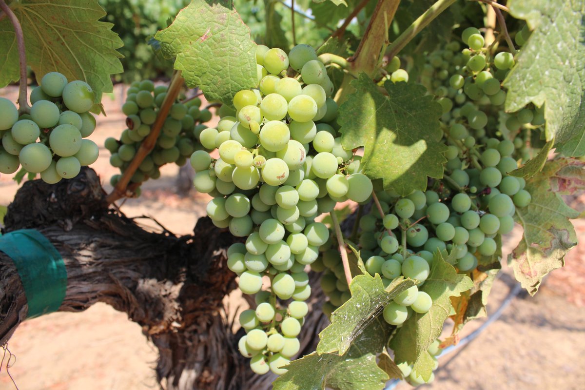 CAFarmBureau's tweet image. As California #winegrape crop develops, farmers gauge market outlook - #AgAlert #agchat  ow.ly/mkoQ50vaEwg