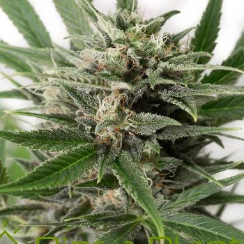 Radical Auto semillas autoflorecientes de Absolute Cannabis Seeds