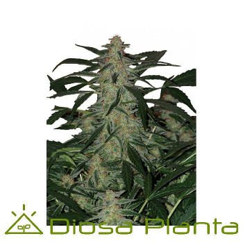 argbot420's tweet photo. Las 4:20. 
DEIMOS - BUDDHA SEEDS.
Deimos es un híbrido de ascendencia principalmente índica (Northern Lights), resultado de un trabajo de selección de 7 generaciones, para conseguir las características de un clásico en una planta autofloreciente. https://t.co/ACUKnsQSda