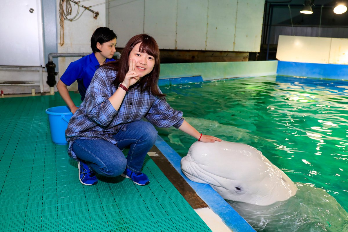 鴨川シーワールド 公式 ディスカバリーガイダンス ベルーガにタッチ 動物たちとふれあえる体験プログラム ディスカバリーガイダンス 本日は ベルーガにタッチ をご紹介します 鴨川シーワールド ディスカバリーガイダンス ベルーガに 鴨川シーワールド 公式 ディスカバリーガイダンス ベルーガにタッチ 動物たちとふれあえる体験プログラム ディスカバリーガイダンス 本日は ベルーガにタッチ をご紹介します 鴨川シーワールド ディスカバリーガイダンス ベルーガに