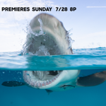Photo by Ban Shark Finning (@BanFinning)