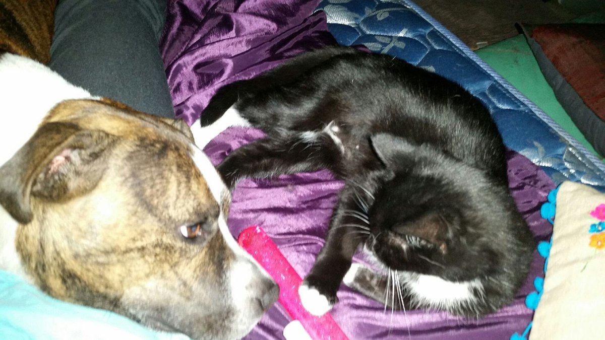 sparklite's tweet image. #dogsoftwitter #catsoftwitter #StaffordshireBullTerrier  #gentlestaffie #bestfriends #socute #bellawasevilbutfunnyAF #ripbellagonetosoon