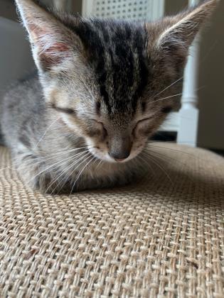 CutePetsCHA's tweet photo. Hello! I am Ben. I am a male domestic short hair. https://t.co/1okKtBerJx https://t.co/X7BA3BGS8h