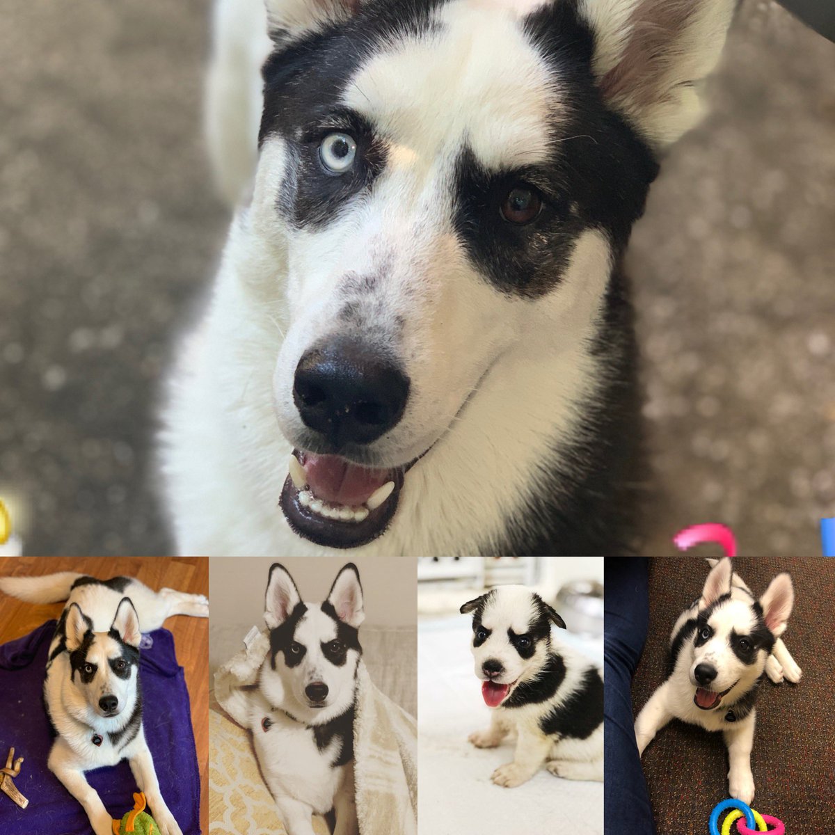 Afae39's tweet photo. So @antoni heard you like corgis (aka saw it on an episode) so...Here’s my corgi/husky to make you smile. https://t.co/jhAdvyNX6h