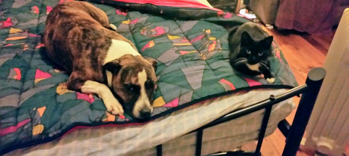 sparklite's tweet image. #dogsoftwitter #catsoftwitter #StaffordshireBullTerrier  #gentlestaffie #bestfriends #socute #bellawasevilbutfunnyAF #MISSYOUBELLA  #furbabies