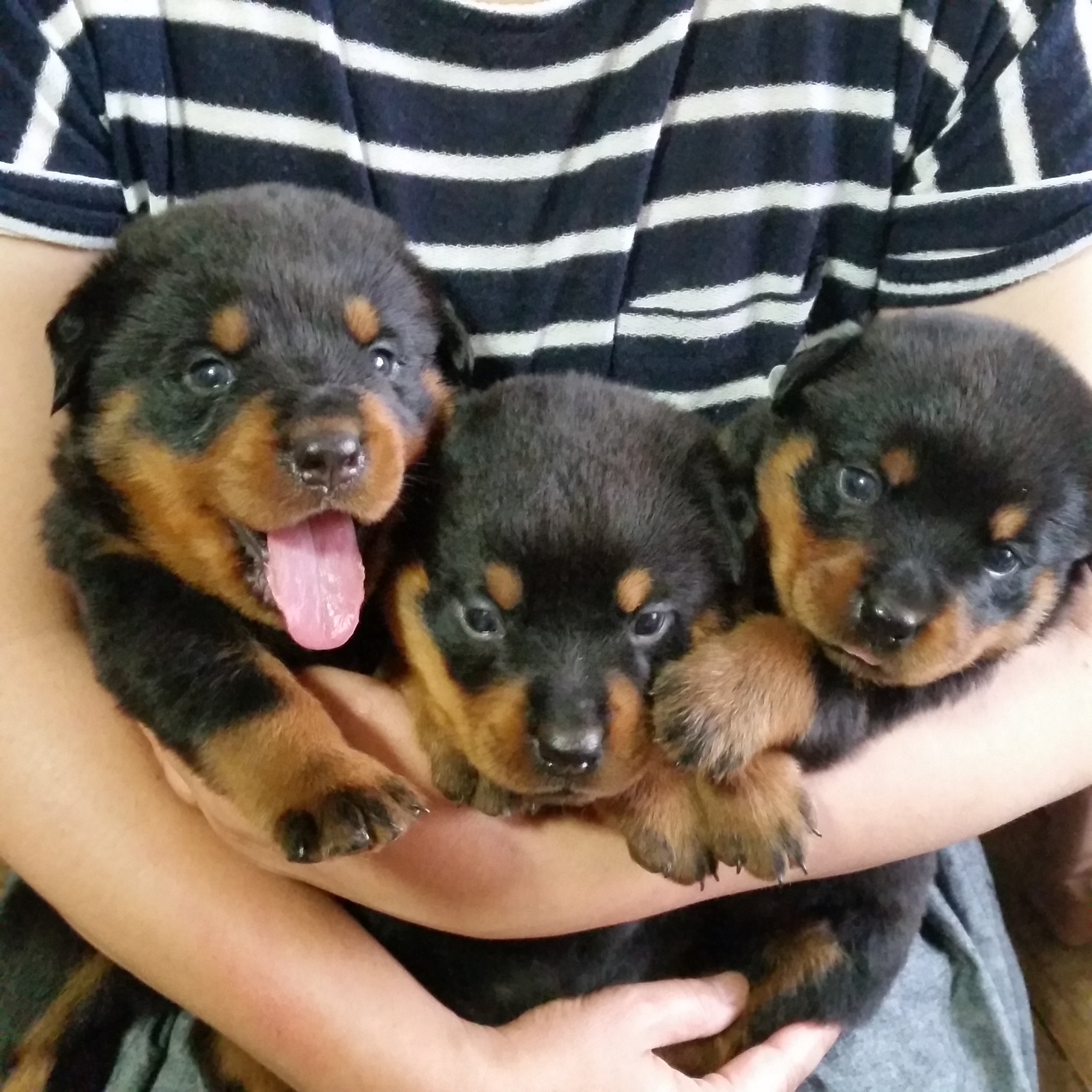 Howling Dog 熊野 Howlingdog5 Twitter