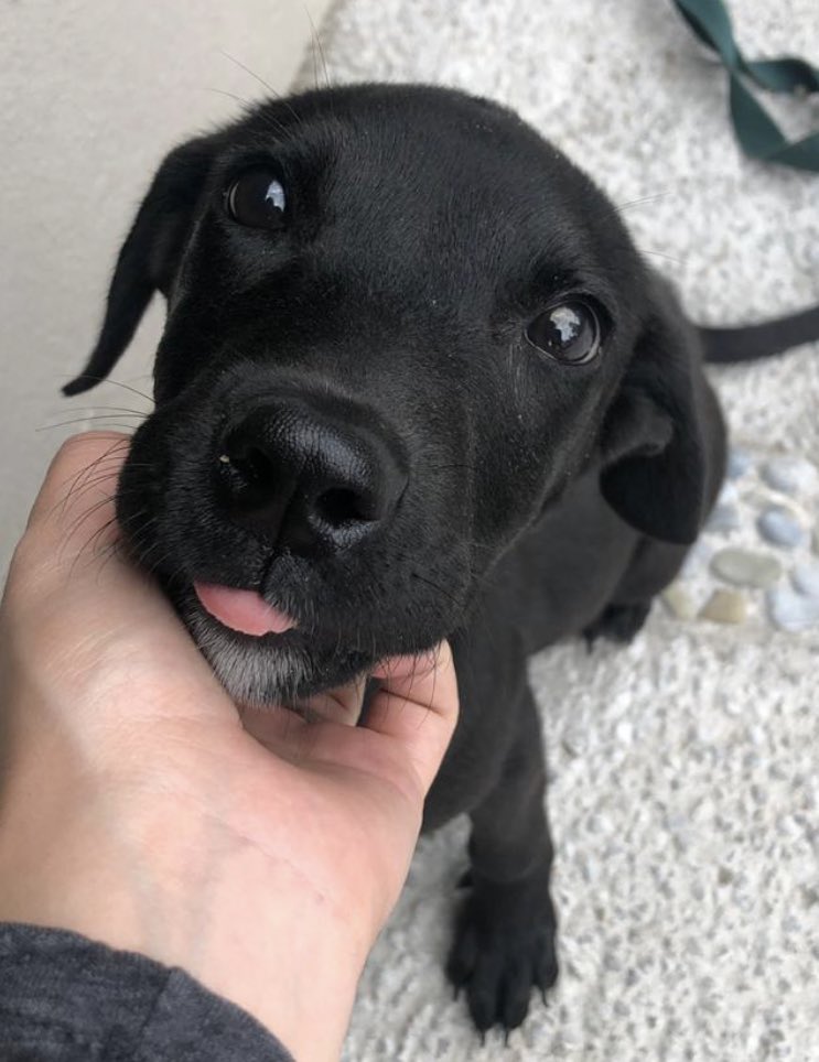 GODÍN perrito macho de 3.6 meses de edad. Busca hogar amoroso! Info directo al 5543655099 se porta perfecto dentro de casa. Espera a salir al baño. #RT