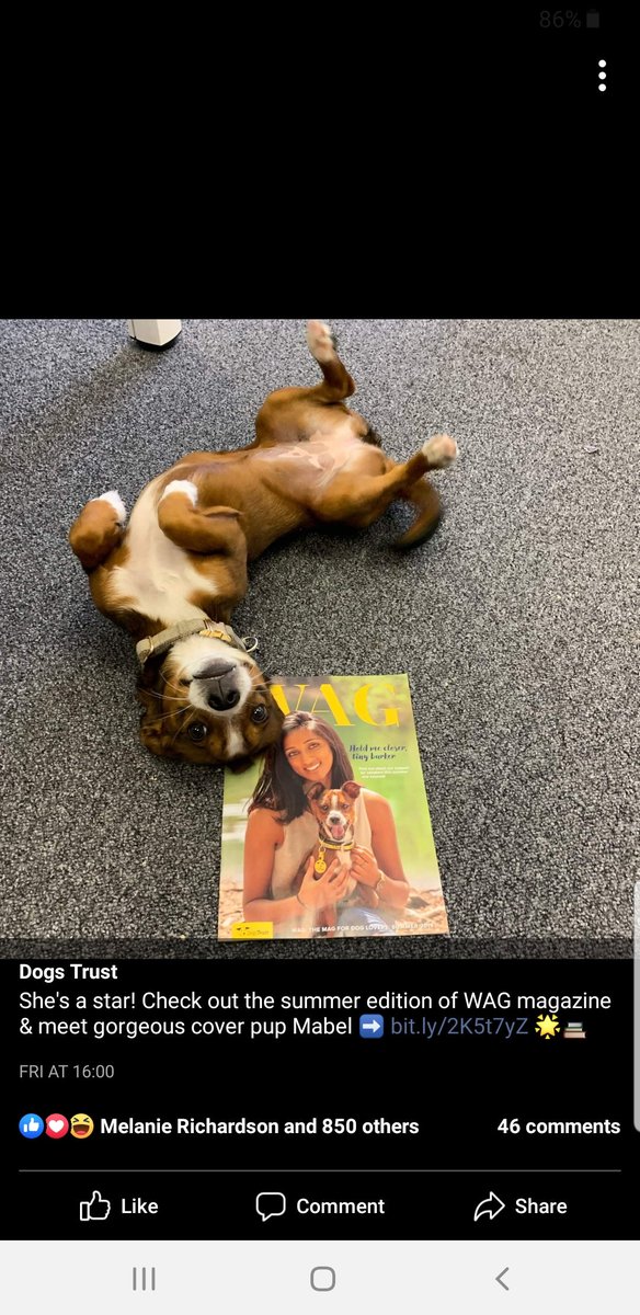 LittleBAndMe_'s tweet photo. 🙊🙊🙊 The @DogsTrust here with a bit of cheeky PR 
😂😂😂😂😂😂😂😂 https://t.co/AiYOnOEcY9