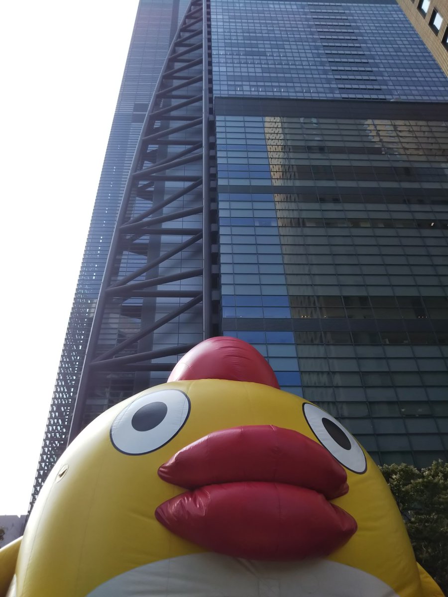 hasatomao's tweet image. かわいい！巨大そらじろう！🐥