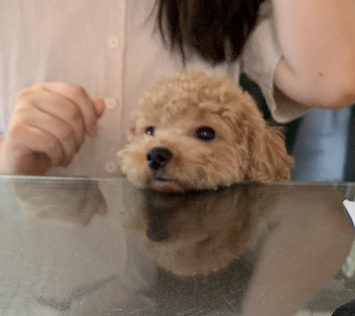 새찌의 페이보릿 플레이스 : 언니 무릎+ 탁자에 얼굴 기대기