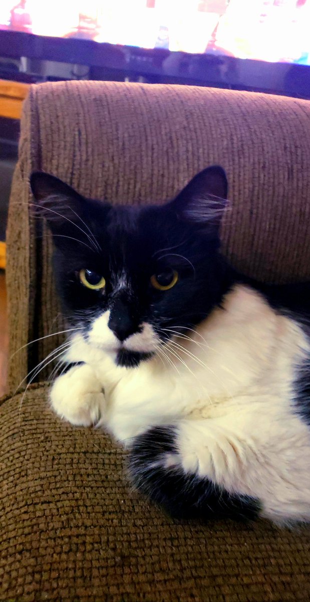 I told my cat uzi isn't dropping an album and this is her response