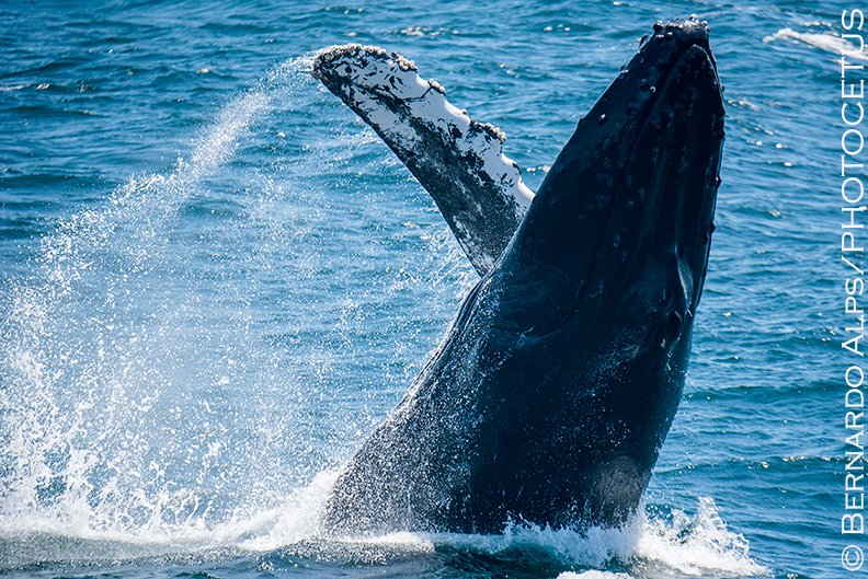 Bernardo_Alps's tweet photo. This is one of over 50 humpback breaches observed on the ACS-LA Summertime All-Day Whale Watching Adventure aboard the Condor Express in the Santa Barbara Channel on Saturday #yeawhales #whale #humpback #acsla #condorexpresssb @condorexpresssb #santabarbarachannel #breach https://t.co/kY8uXkOI8L