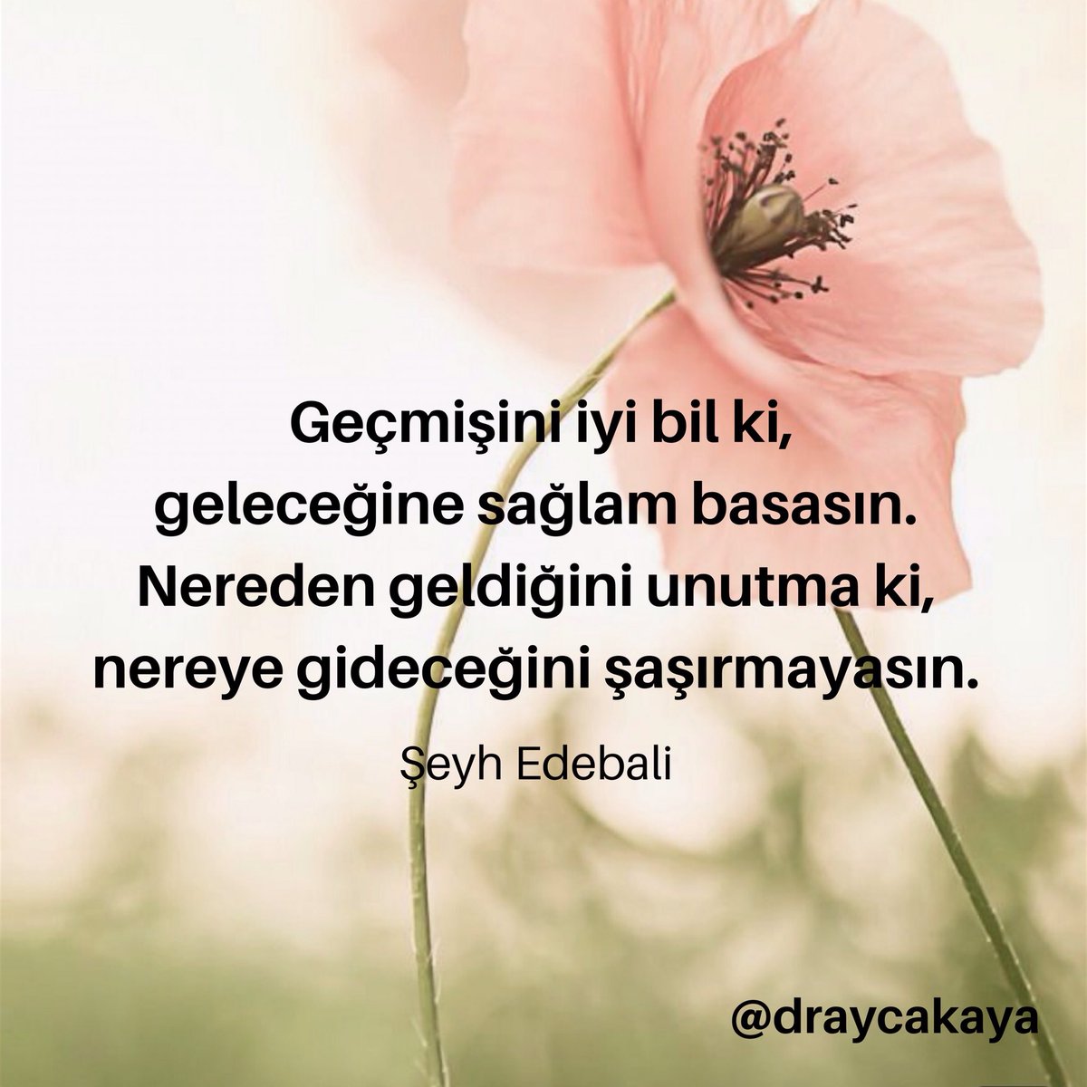 draycakaya's tweet photo. #günaydın #hayırlısabahlar #gecmis #gelecek #neredengeldik #nereye #seyhedebali #kıssa #hikaye #bilmek #ilim #davranmak #davranıs #dogrular #sasmak #draycakaya 🙏🏻🙏🏻🙏🏻🌸🌸🌸 https://t.co/wcMYfVHbzw