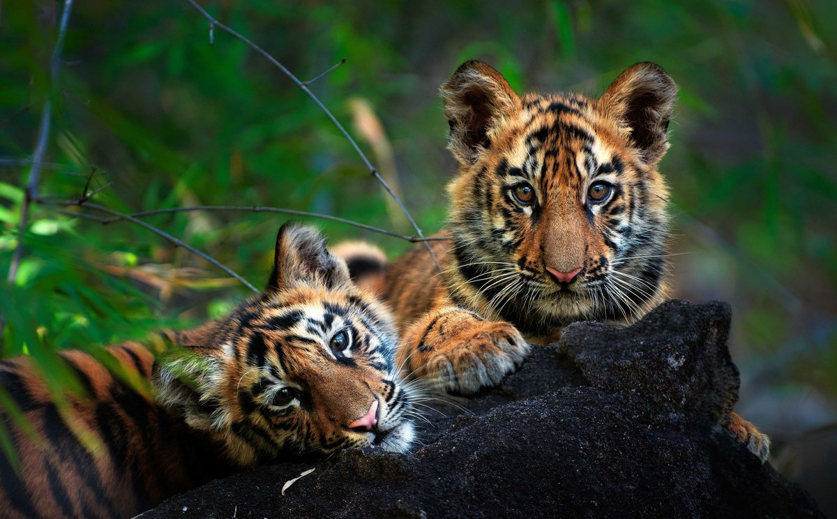 WataliiSafaris's tweet image. We join the world in celebrating #InternationalTigerDay.
We have lost over 95% of the world’s wild tiger population and now there are less than 4,000 wild tigers left in the world today. #GlobalTigerDay, is a journey to protect them.
For more information: tigerday.panda.org
