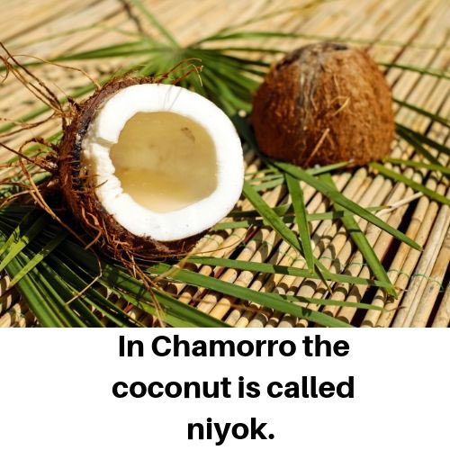 TriVisionMedia's tweet photo. 🥥 https://t.co/t4xZ8yPUW4