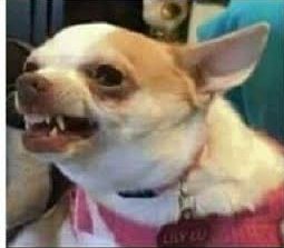 Sofiakiediis's tweet photo. Patricia chingando a todos detrás de la cocina// Patricia cuando le tocó cocinar #MasterChefMx #DuelosMasterChef https://t.co/QlJcmbfXNd