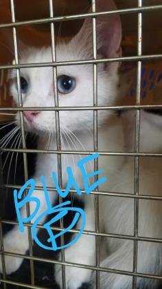 CutePetsCHA's tweet photo. I'm Blue. I am a female siamese/domestic short hair mix. https://t.co/xT46SVw8tV https://t.co/CNyX7ZMtfc