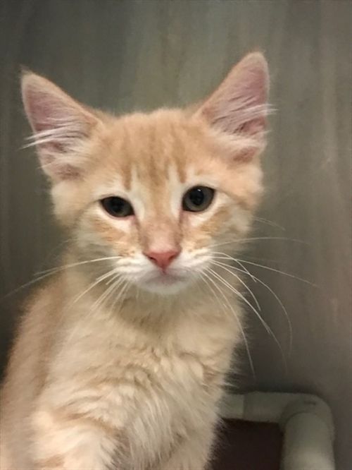 CutePetsPtown's tweet photo. I am Khaki, a male Domestic Short Hair. #DomesticShortHair #cat #Portsmouth https://t.co/K0oYhUfncX https://t.co/giWN695qw3