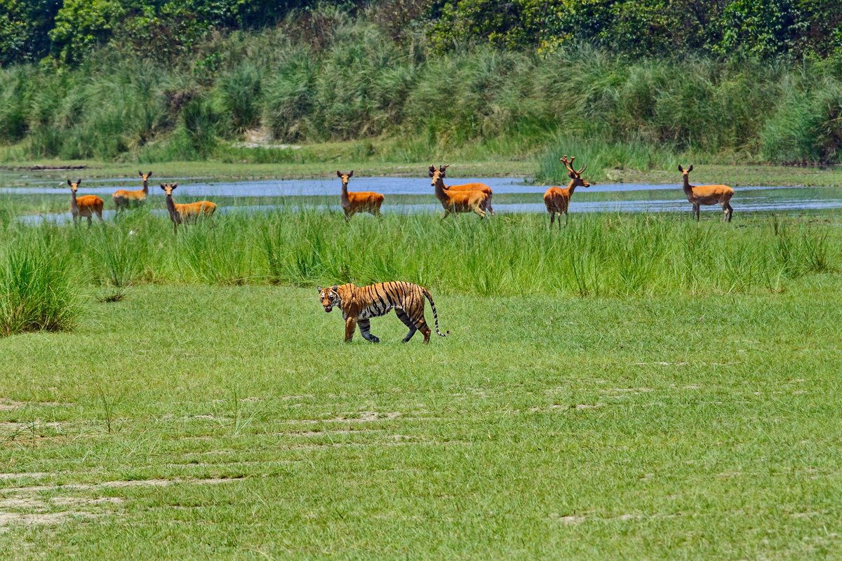 nepaltourismb's tweet photo. Happy World Tiger's Day 2019!

World Tiger Day, often called International Tiger Day, is celebrated annually in honour of raising awareness for tiger conservation.
#visitnepal2020 #nepalnow #onceisnotenough #Tigers #tigerday https://t.co/lu2dpbIfu5
