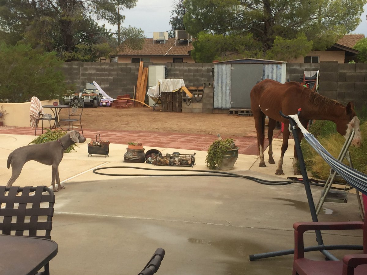 roseanna_bretoi's tweet photo. Weim meets Horse episode 1... this should get interesting 😂🤪
#AliceFinnAndBlossom #puppysiblings #FABCrew #siblings #weimmeetshorse #weimlove #greyghost #weimaddict https://t.co/IGBs2MvlFC