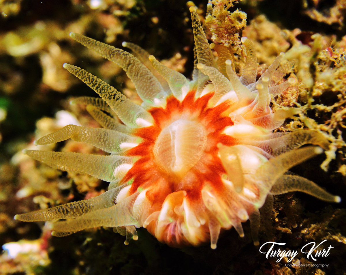 Caryophylia Smithii, eliptik bir tabana ve 25 mm'ye (1 inç) kadar bir çapa sahip, fincan şeklinde bir corallum (taşlı iskelet) içeren yalnız bir mercan türüdür.#nex7 #sony #ocean #diver #scuba #scubadiving #scubaworld #scubaphoto #scubashooters #scubapro #wreck #uw