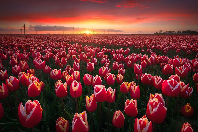LITONMOROL1's tweet photo. I love flowers... 🌸🌸🌸 https://t.co/wV52v6jxaw