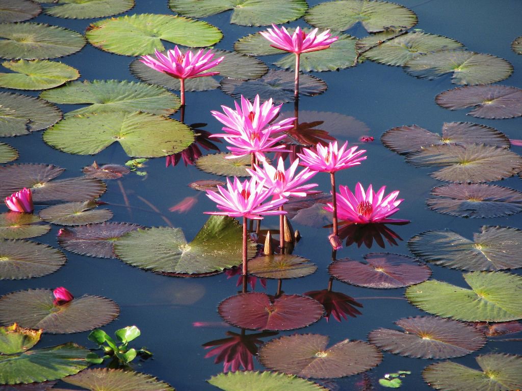 LITONMOROL1's tweet photo. I love flowers... 🌸🌸🌸 https://t.co/wV52v6jxaw