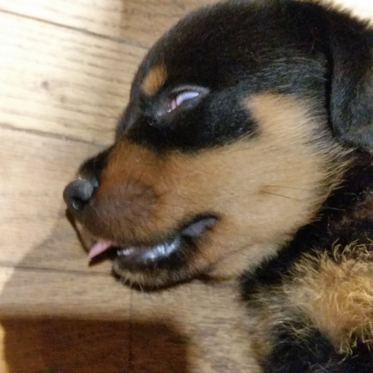 HOWLINGDOG5's tweet photo. 心霊���真(笑)
＃ロットワイラー
＃ロットワイラー販売
＃ロットワイラー子犬
＃ブリーダー https://t.co/ozz14niqKd