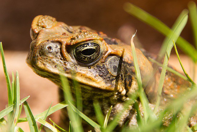 Pestrolproducts's tweet image. In this post, read all about cane toads in Australia including reasons for introducing them, cane toad anatomy and physiology, and cane toad control. Read more: pestrol.com.au/pest-control-q… #Pestrol #PestrolAustralia #pestcontrol #canetoad
