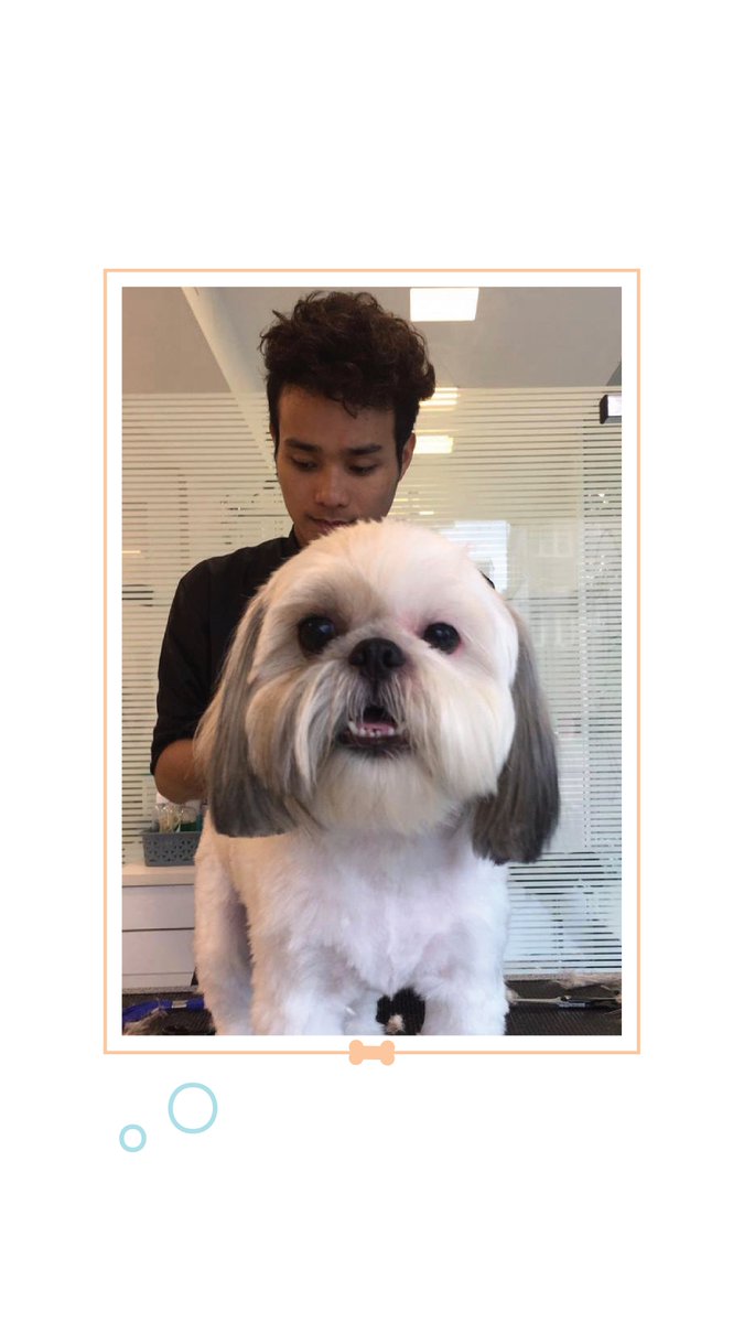 HUFT_India's tweet photo. Happiness is a relaxing #SpaSession by a grooming expert.
Why an expert? A good groomer knows how to read your pet's body language to make sure that they are always comfortable.
.
Book a session with #HUFT Grooming Experts in #Delhi, #Gurgaon & #Bangalore :)
#HeadsUpForTails https://t.co/RczH6KqDTD