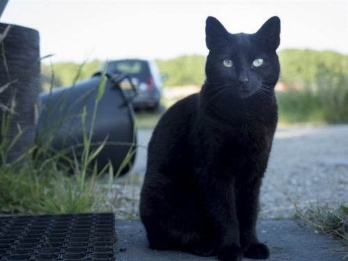 CutePetsPtown's tweet photo. Hey! I am Magic, a female Domestic Short Hair. #DomesticShortHair #cat #Portsmouth https://t.co/MF8xSPeqKM https://t.co/pfl0gJ8WmV