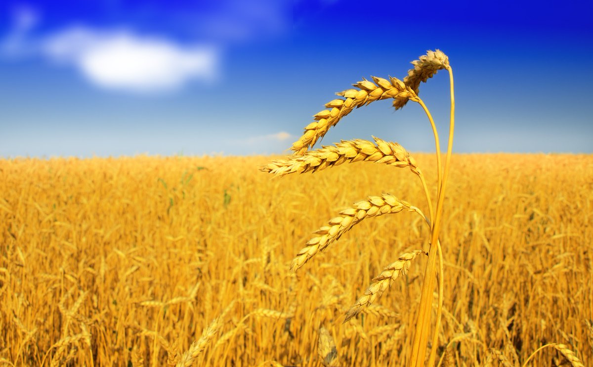 Neutrog Commercial tweet media