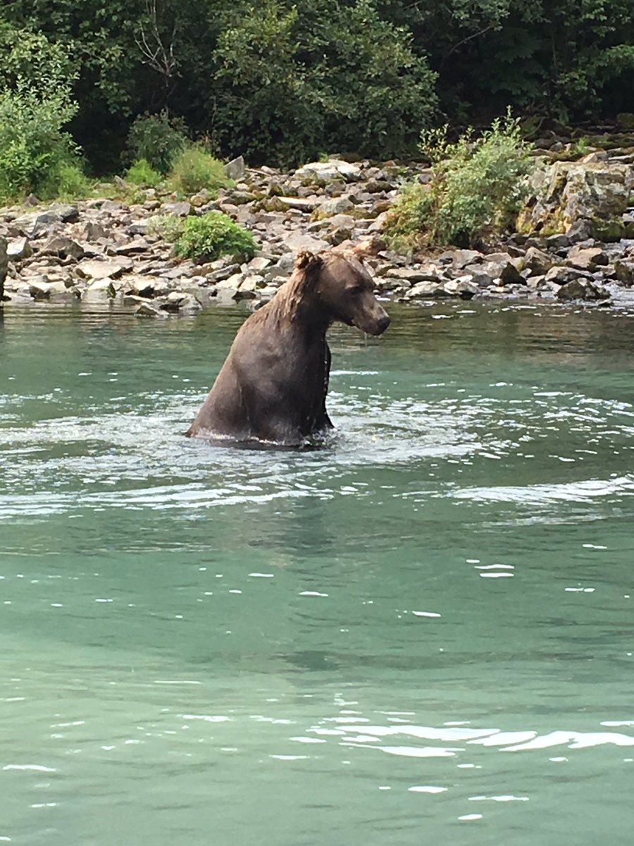 So today I spent a bit of time observing these beasts (phone pic)