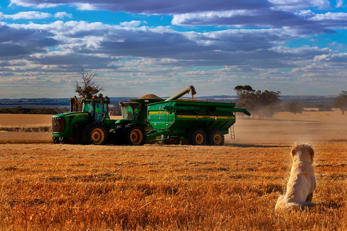 Remember this amazing photo from Natalie Reed from this years’ photo competition? 

This years was so very competitive, our top 3 were all so astounding, and it was difficult to pick just one winner.

#FarmingWA #Farmlife #Farming #Farmers #FarmersWA