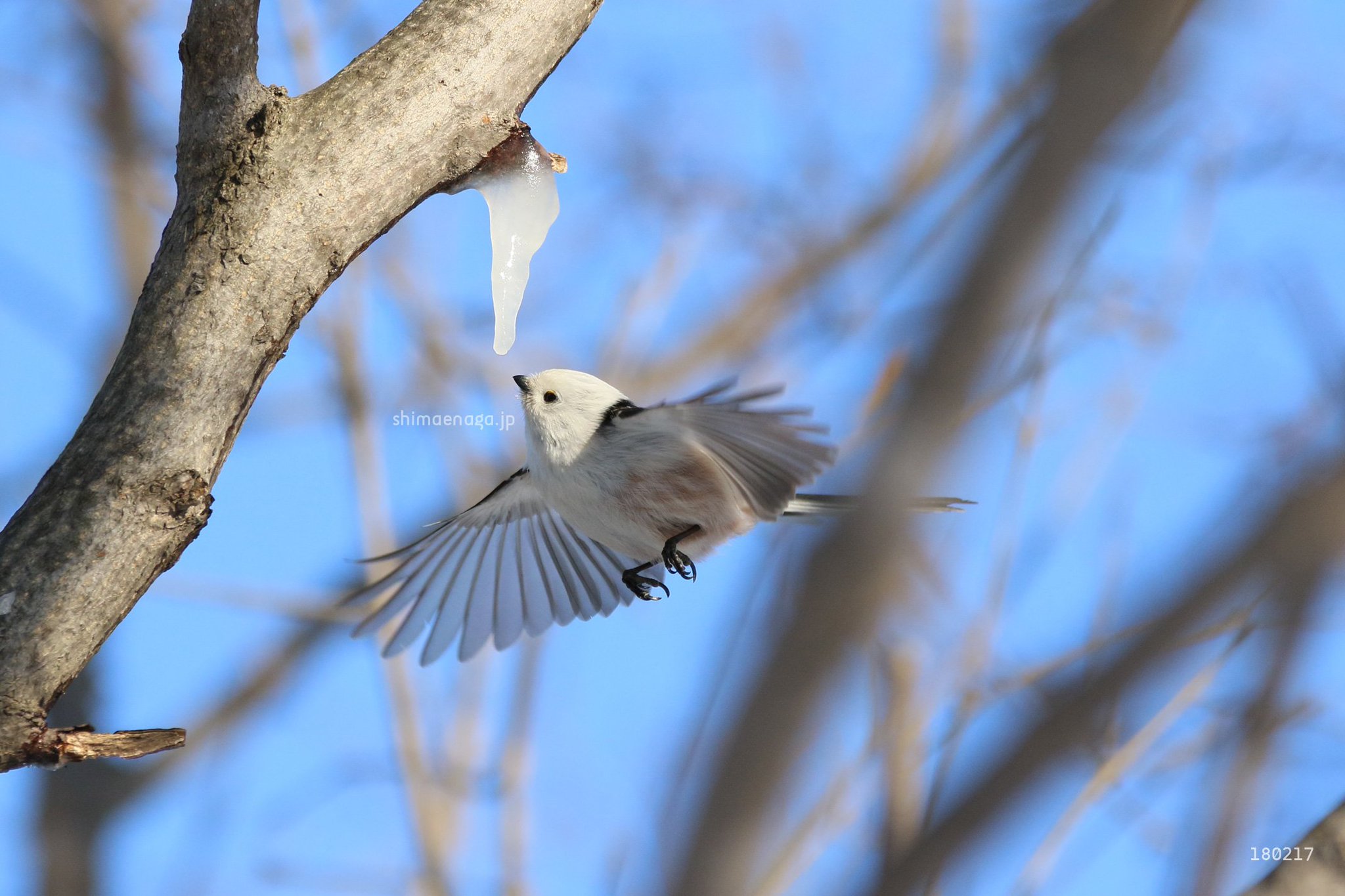 ぼく シマエナガ Twitter પર ぼく シマエナガ はゴールデンカムイを応援しています ぼくを漫画にだしてください チタタプはいや アシリパさんと杉元がチュパチュパしたカエデのつららはシマエナガも好き