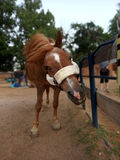 FPDEcuestre's tweet image. #Collaborations2019. @FPDEcuestre donates equestrian equipment to @PsicoTAA for its #EquineAssistedInterventions program.
They have a multidisciplinary team that attends to a numerous &amp;amp; varied profile of beneficiaries. Results can be seen in images like these. Outstanding work!