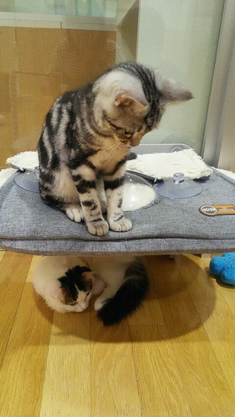 yumirin23's tweet photo. 先日息子くんと、猫にさわれるお店&鳥類や爬虫類にさわれるカフェへ💨初めてフクロウの背中をナデナデ💕でもフクロウの首はグリングリンとすぐ後ろを向くので、噛まれちゃわないかドキドキ~💦みんな可愛すぎて癒されたぁ💓 #CatPlus #Moffanimalcafe https://t.co/uLlXuXODjT