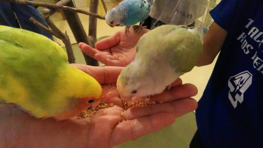 yumirin23's tweet photo. 先日息子くんと、猫にさわれるお店&鳥類や爬虫類にさわれるカフェへ💨初めてフクロウの背中をナデナデ💕でもフクロウの首はグリングリンとすぐ後ろを向くので、噛まれちゃわないかドキドキ~💦みんな可愛すぎて癒されたぁ💓 #CatPlus #Moffanimalcafe https://t.co/uLlXuXODjT